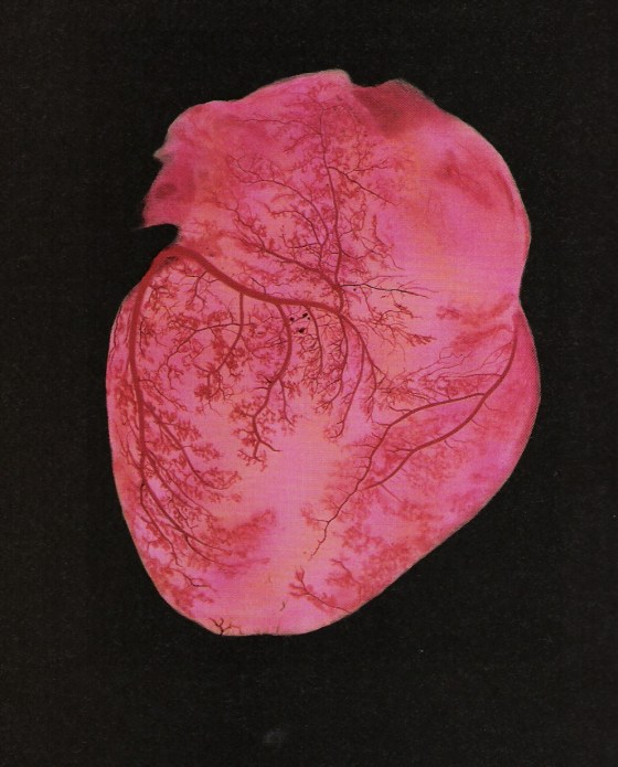 human-heart-2.jpg