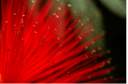 picture-1.png